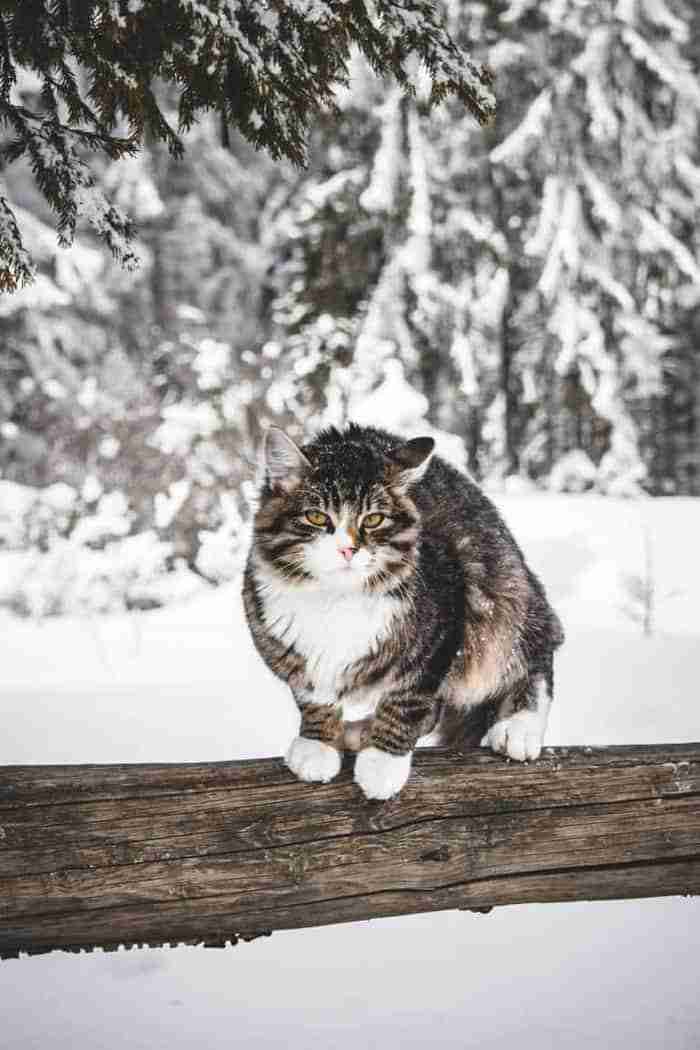 How Cold Is Too Cold For Cats?