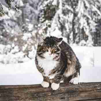a cat sitting on a log in a snowy winter scene