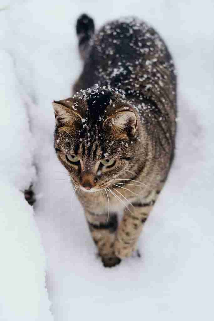 a tabby cat walking through deep snow on patrol