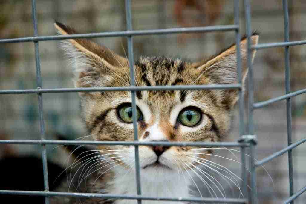 close up of a tabby kitten in a cat cage