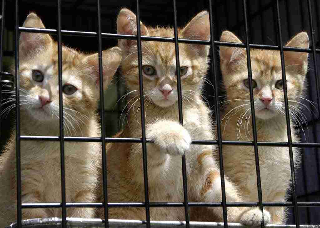three orange kittens looking out from a cat cage