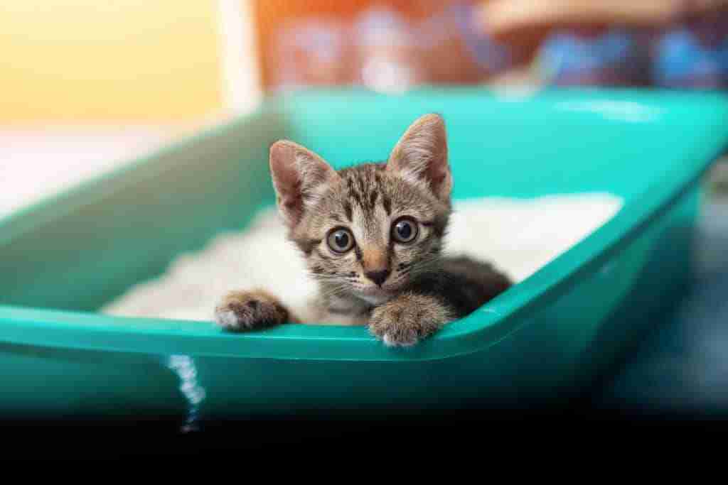 a young kitten trapped in a large litter box