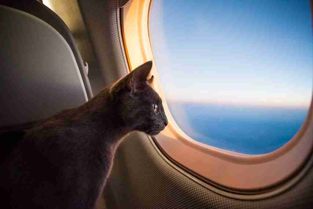 a cat sitting on an aircraft at altitude looking out of the window