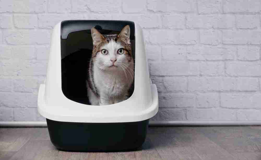 a cat sitting in a hooded litter box looking out