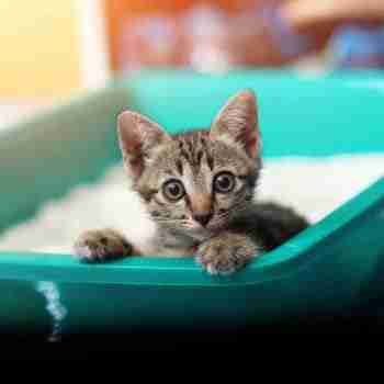 a kitten trapped in a large litter box