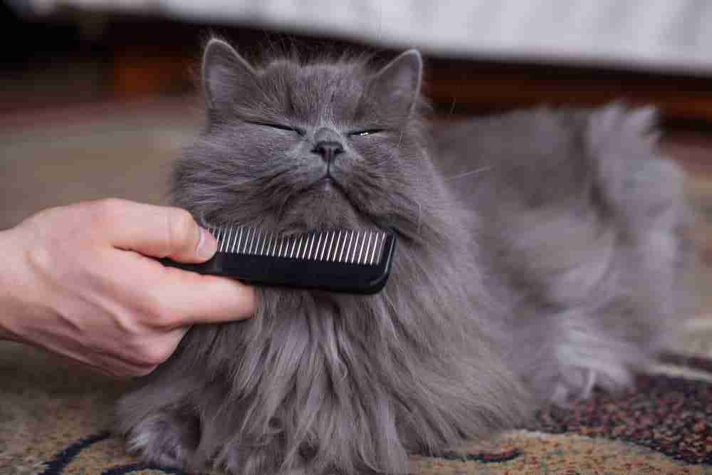a long haired grey cat being groomed with a comb