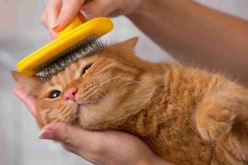 an orange cat being groomed on the head with a cat brush