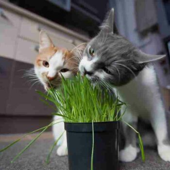 two cats eating cat grass from a pot on a kitchen floor