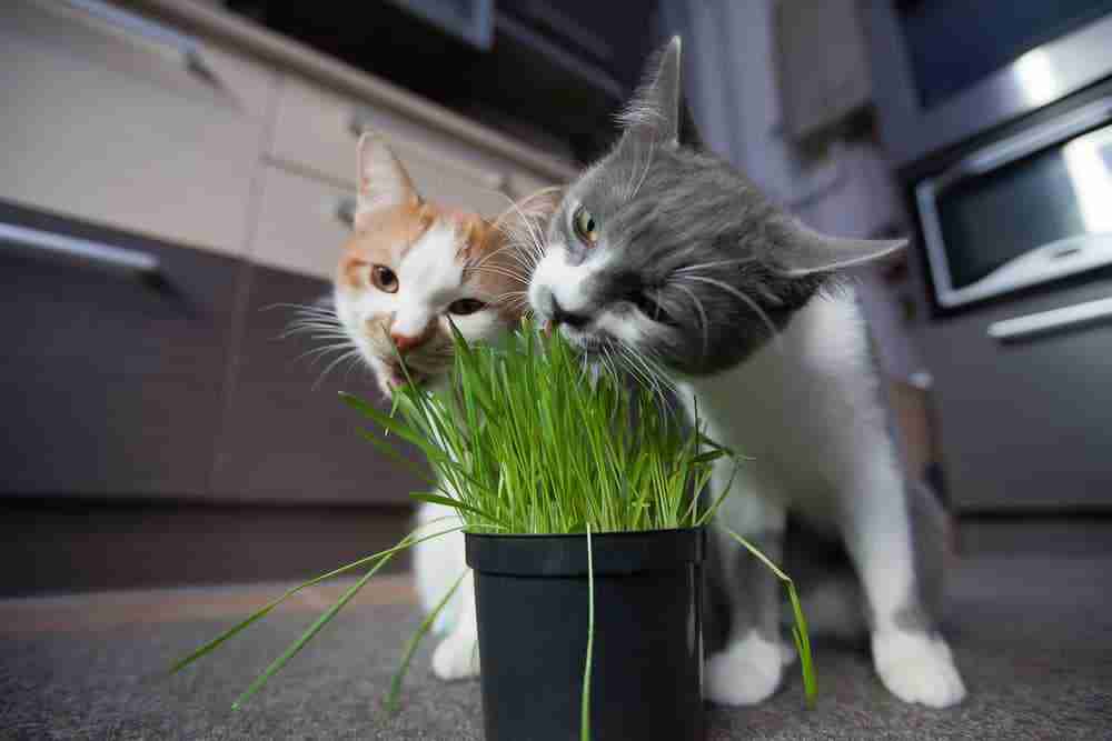 two cats eating cat grass from a pot on a kitchen floor