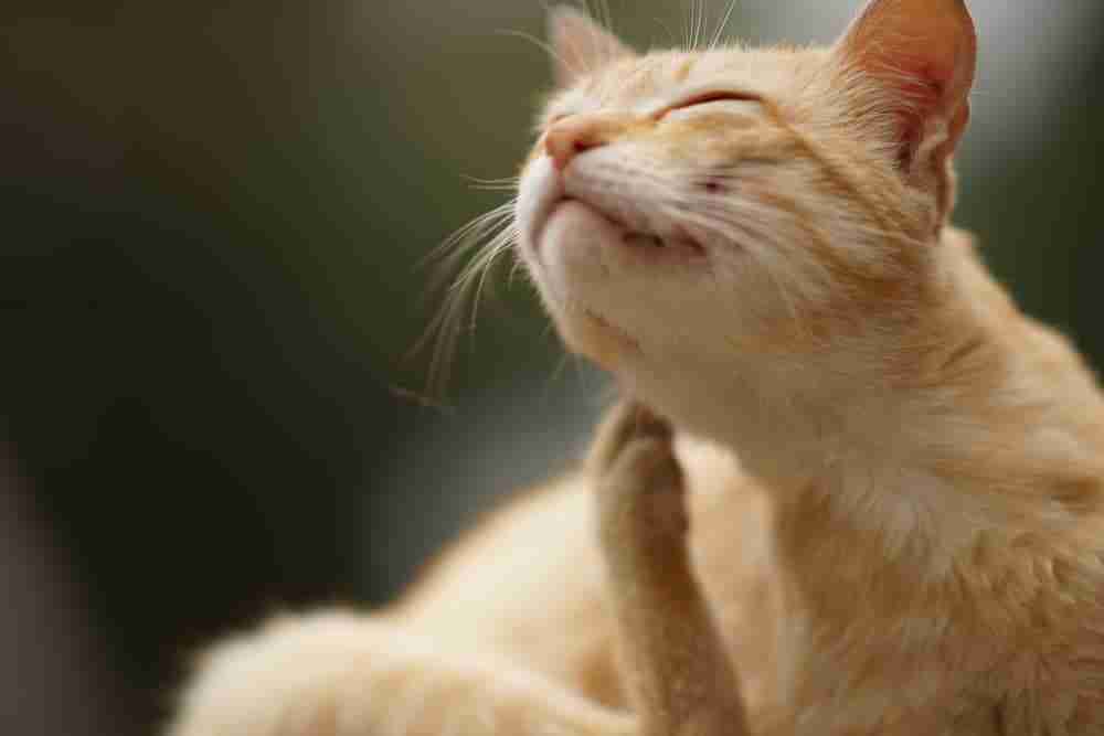 close up of a ginger tabby scratching its chin with a hind paw
