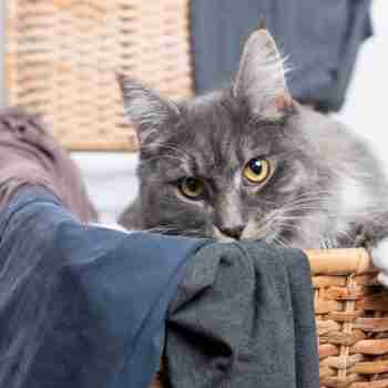 cat in laundry