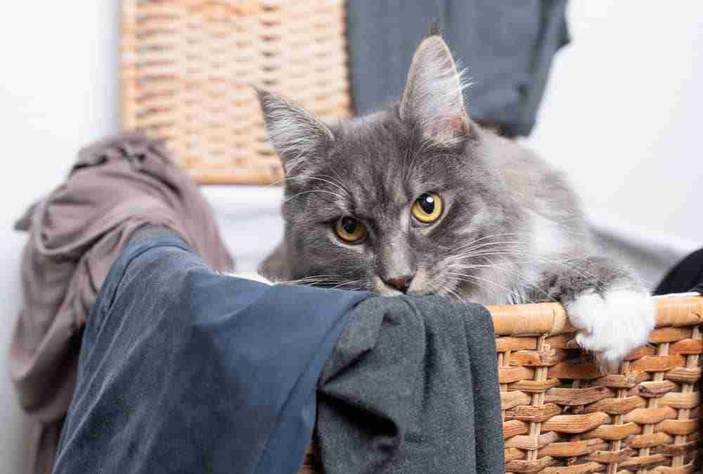 a grey cat in wicker laundry basket on top of clothes