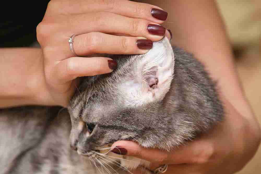 a cat having its ears checked for mites