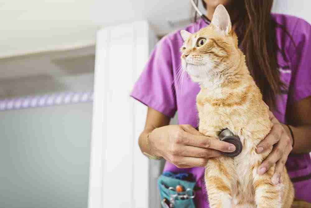 cat having heart listened to by a vet with a stethascope
