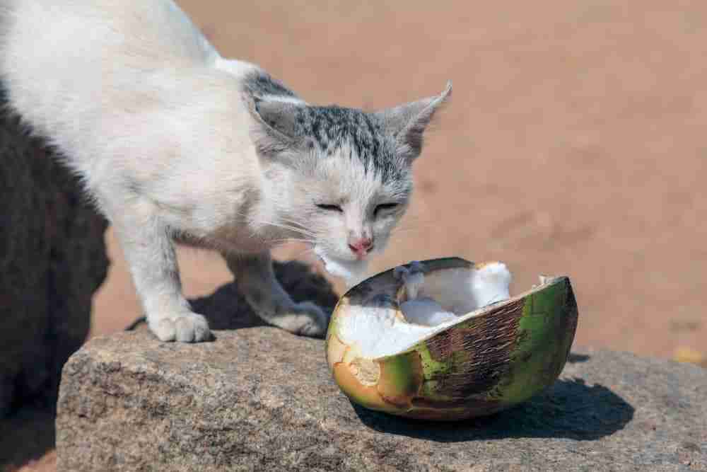 a stray thai cat eating coconut from a broken husk in thailand