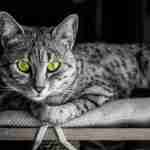 close up of a green eyed egyptian mau cat lying on a chair