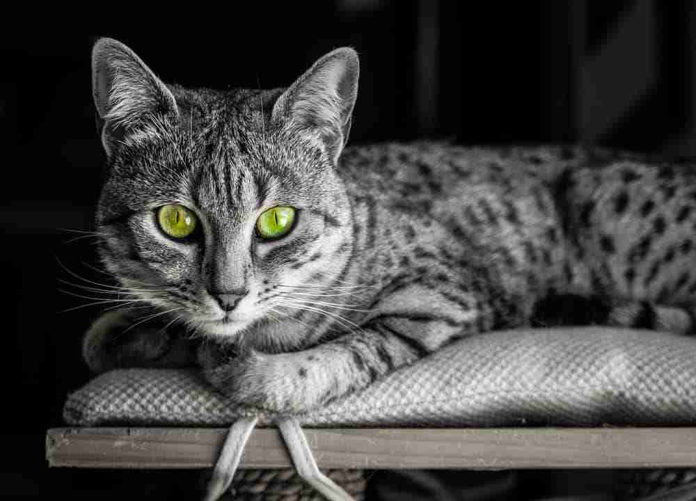close up of a green eyed egyptian mau silver tabby cat lying on a chair. spotted tabby cat.