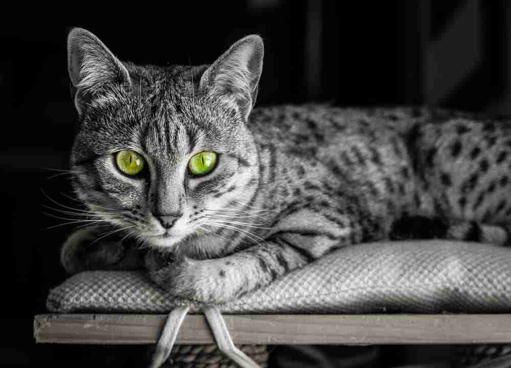 egyptian mau cat