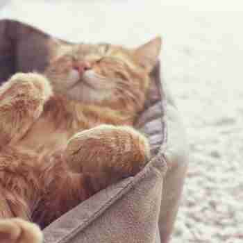 a ginger tabby lying on their back in a cat bed paws in the air