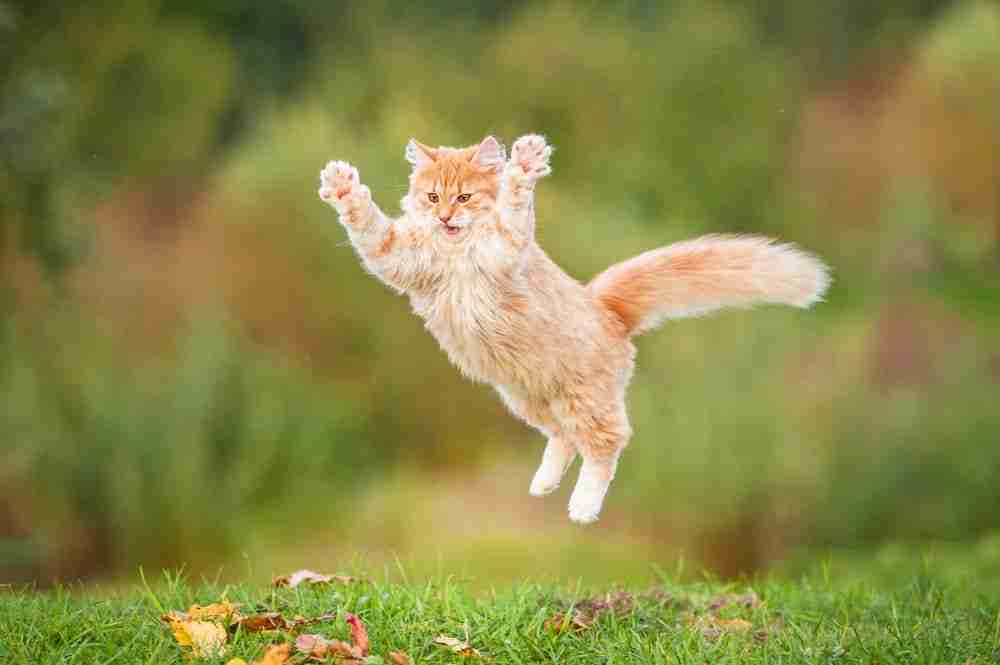 an orange maine coon flying through the air dramatically in mid pounce