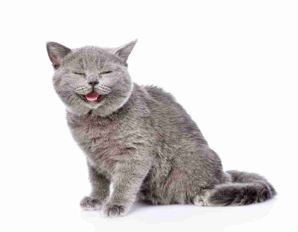 a sitting grey cat that looks like it is laughing