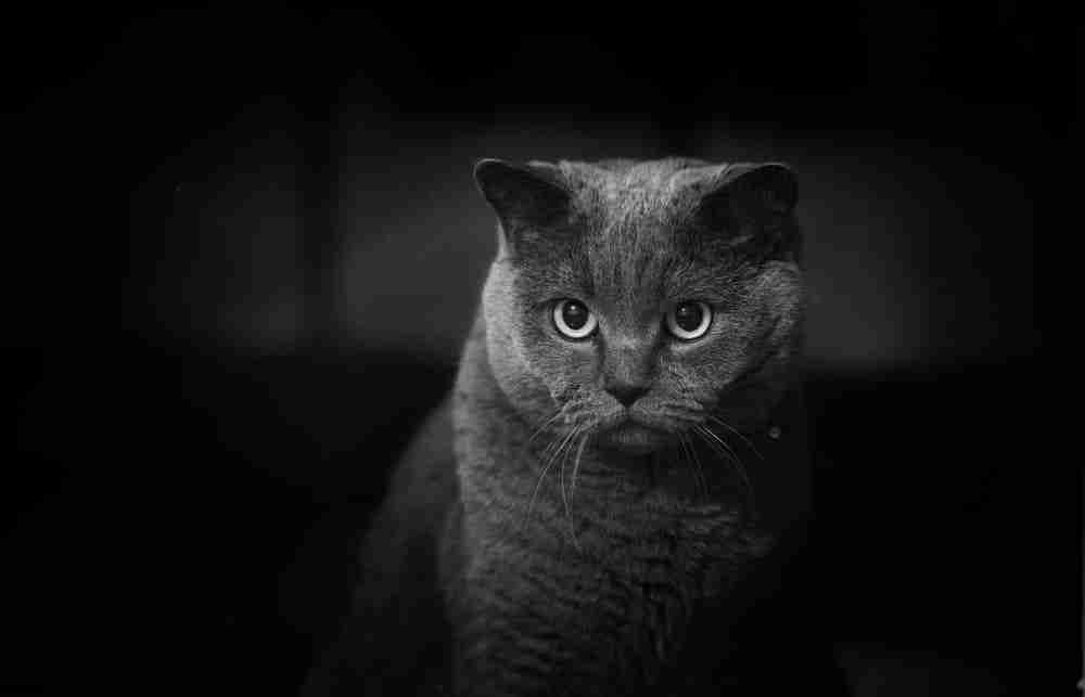 black and white image of a black british shorthair cat sitting in near darkness