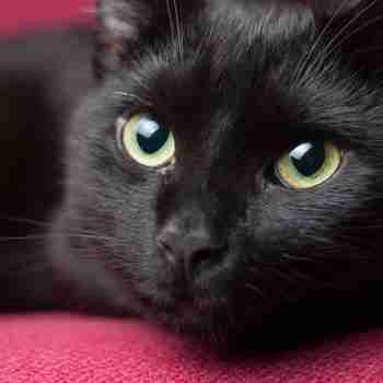close up of the face of a black cat with green eyes lying on red sofa