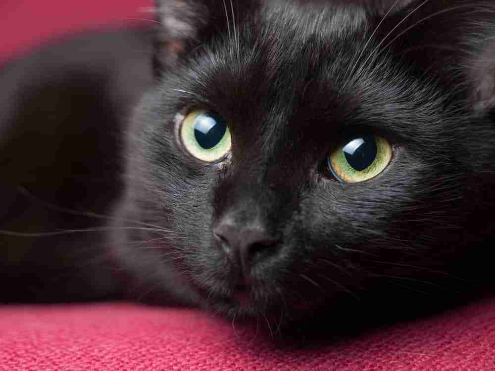 close up of the face of a black cat with green eyes lying on red sofa