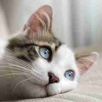 close up of a blue eye cat staring into the distance head resting on a pillow