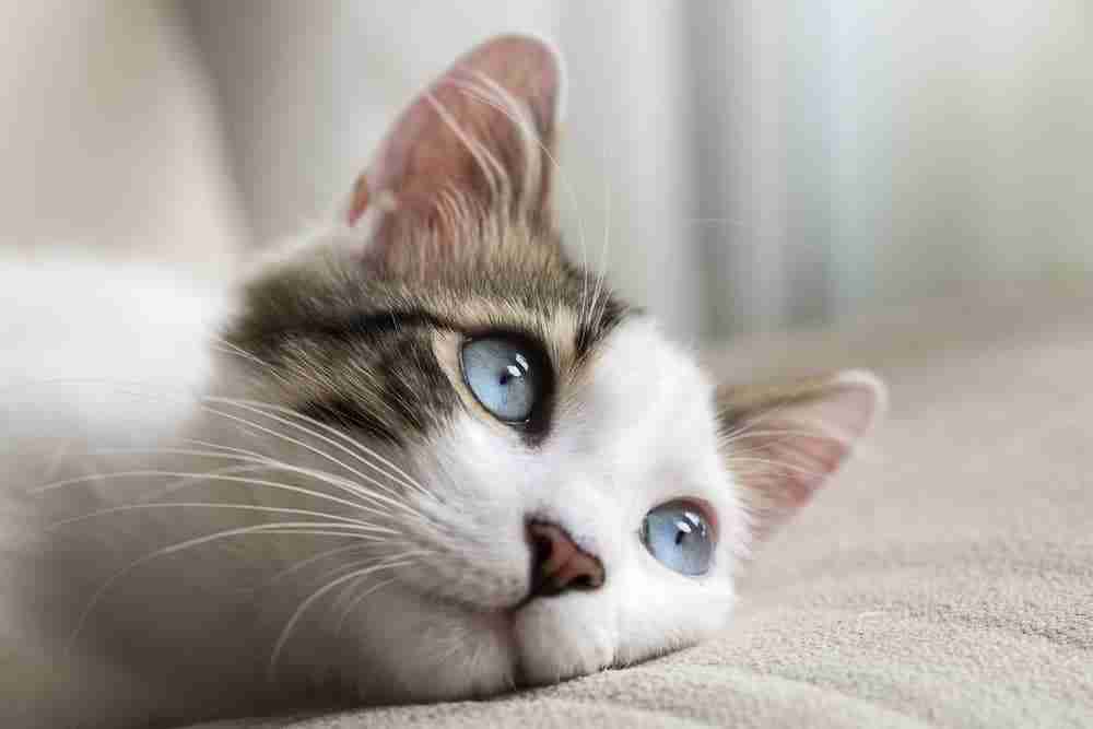 close up of a blue eye cat staring into the distance head resting on a pillow
