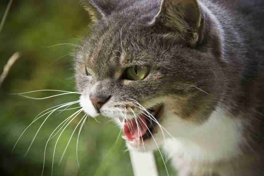 close up of a stressed tabby cat snarling at an unseen foe