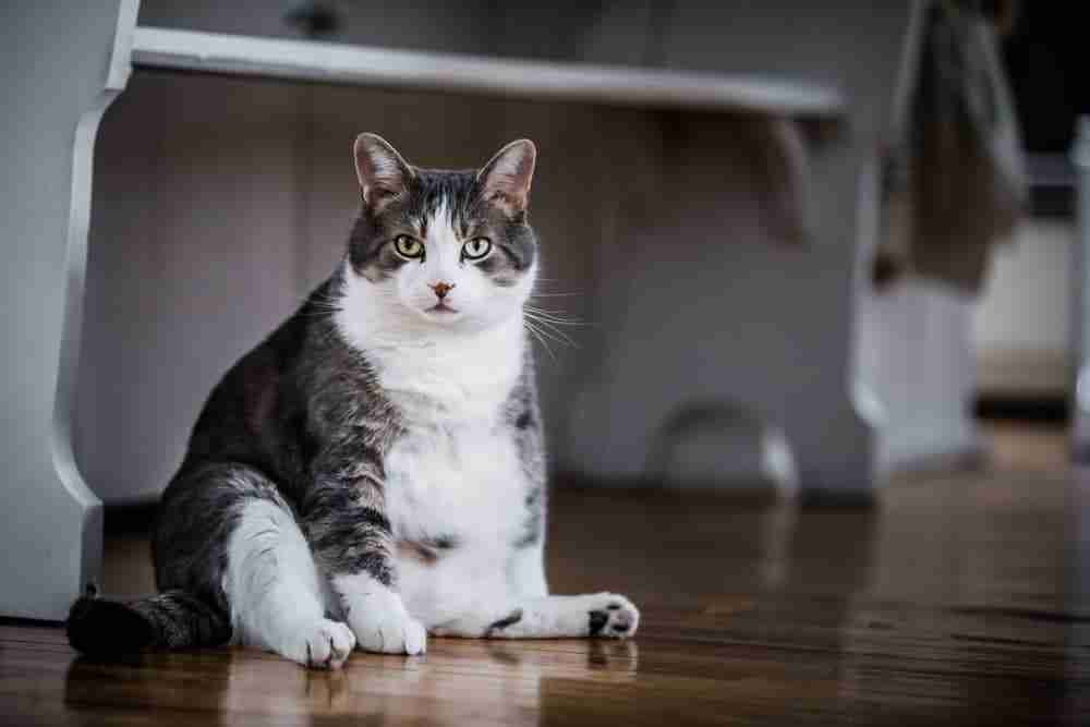 an obese white and grey tabby cat sitting with hind legs stretched out