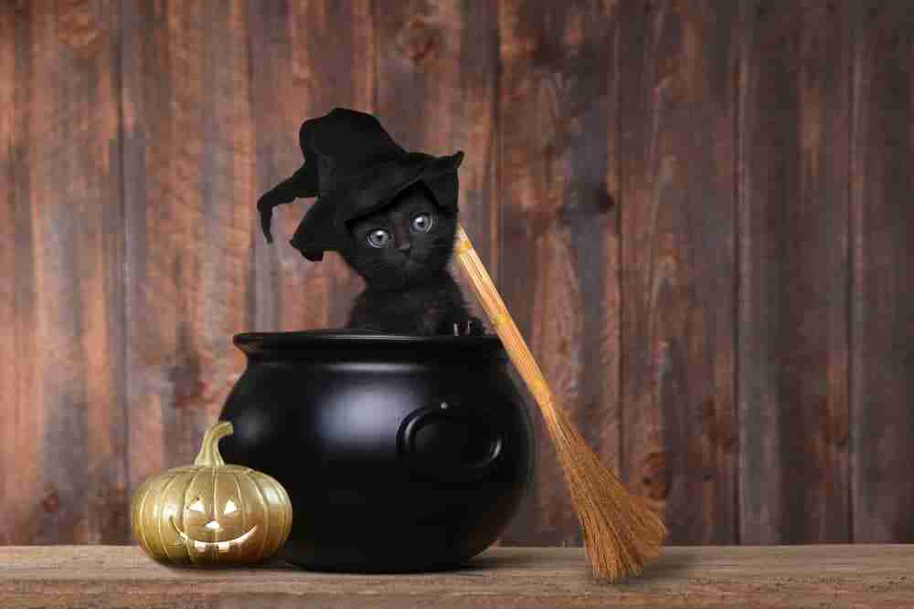 a black kitten sitting in a witches cauldron wearing a witches hat with a broomstick in shot. witchy ct names. spiritual black cat names