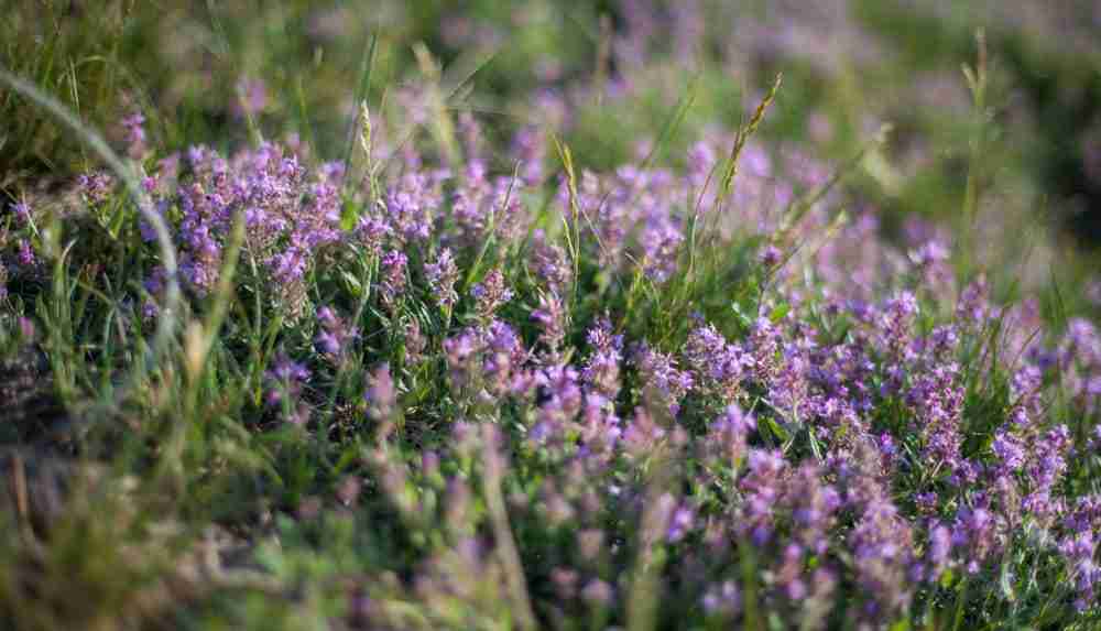 flowering purple thyme growing wild in a meadow