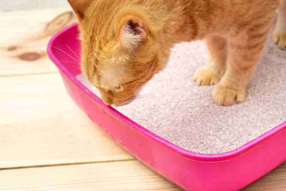 an orange tabby cat standing in a pink litter tray with granules of clay cat litter