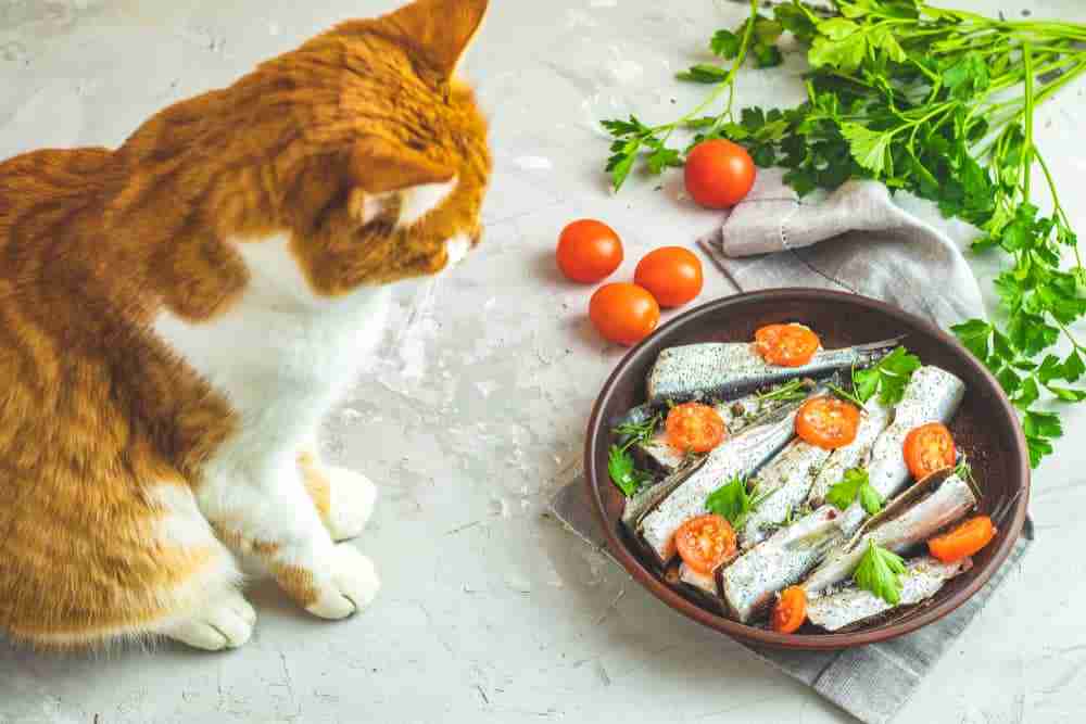 an orange and white cat sitting looking at a bowl of fresh sardines dressed with herbs and tomato