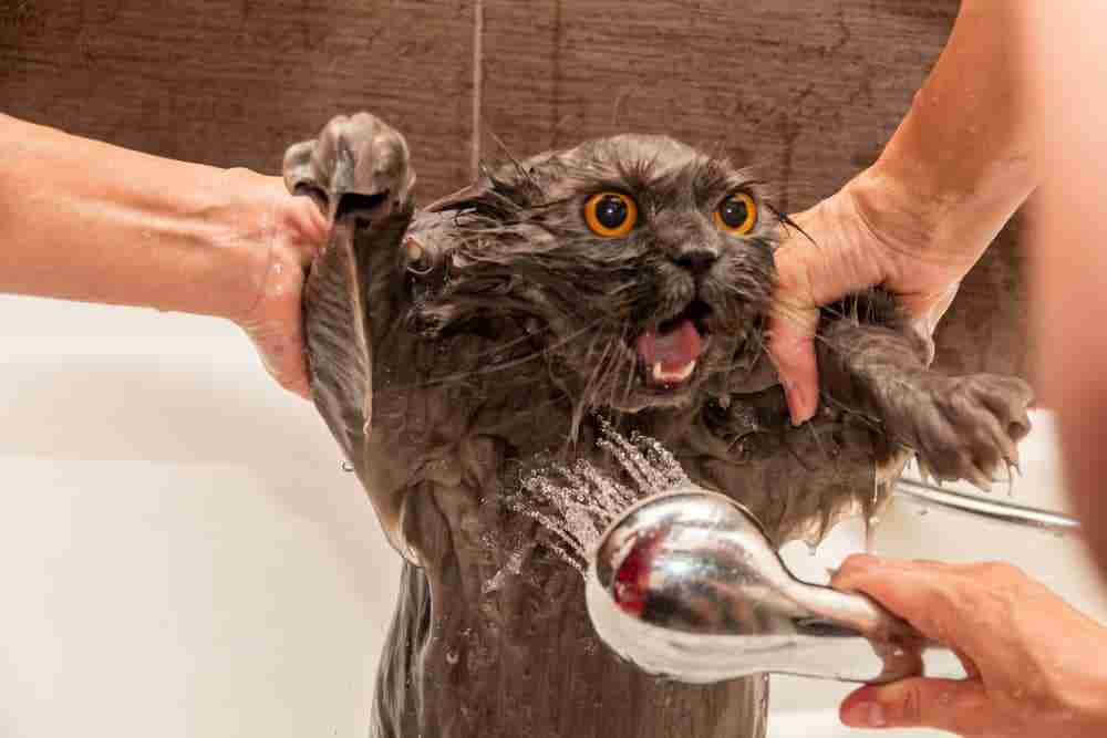 a black cat with wide scared orange eyes held and washed in a sink with a shower head