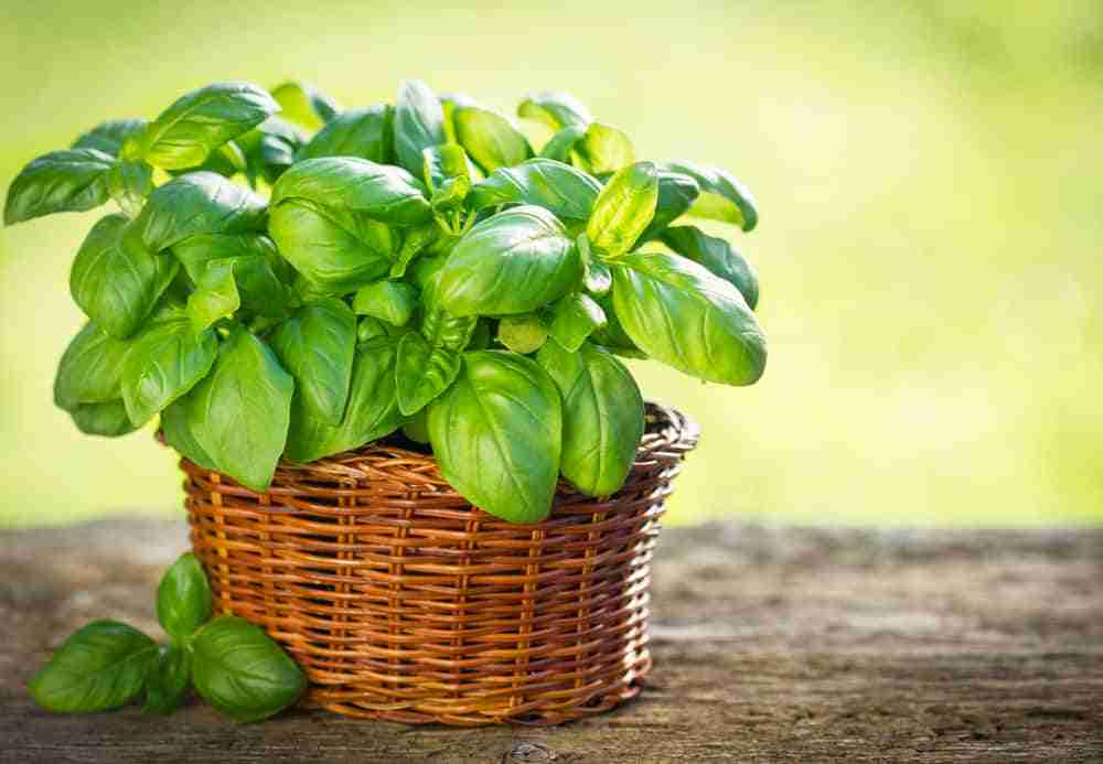 a small wicker pot containing a basil plant