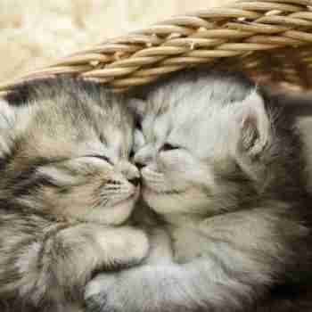 a pair of silver grey tabby kittens sleeping together in a wicker cat bed