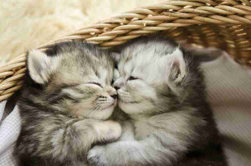 a pair of silver grey tabby kittens sleeping together in a wicker cat bed