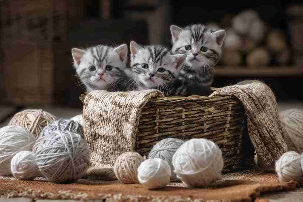 three silver and black tabby kittens sitting in wicker basket surrounded by balls of wool