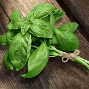 a cutting of fresh basil on a wooden table top