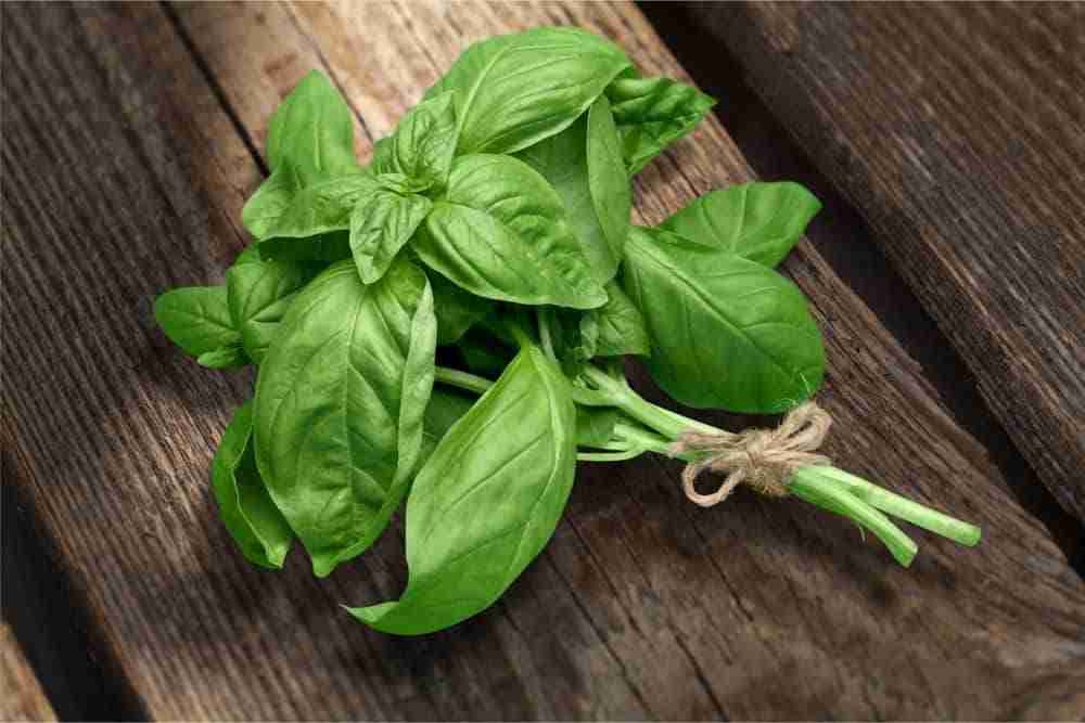 a cutting of fresh basil on a wooden table top