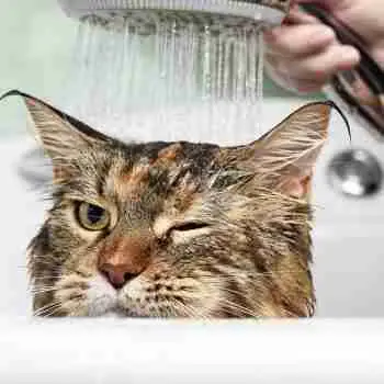 a tabby cat nonchalantly taking a shower in a sink one eye closed