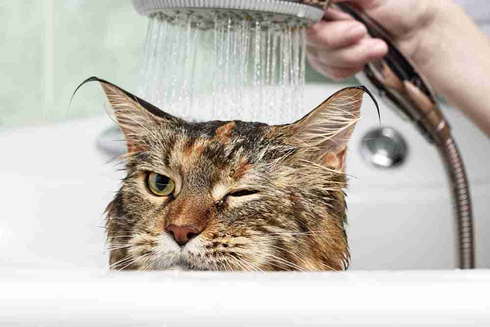 a tabby cat nonchalantly taking a shower in a sink one eye closed