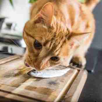 close up of a red cat eating a small sardine of a chopping board on a counter top