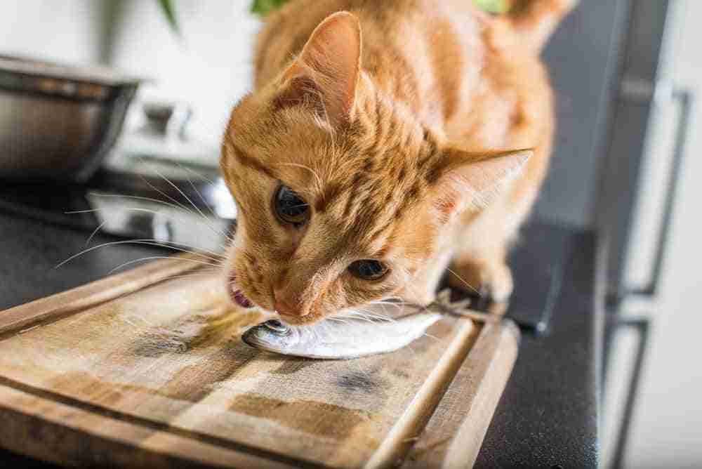 close up of a red cat eating a small sardine of a chopping board on a counter top. ginger tabby, orange tabby cat