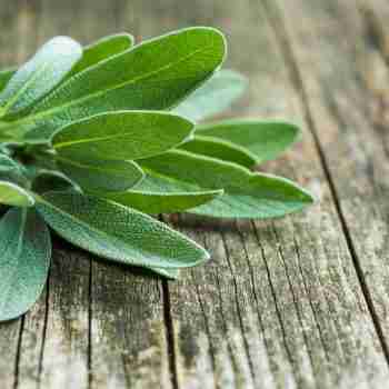 a freshly cut sprig of sage on a wooden garden table top