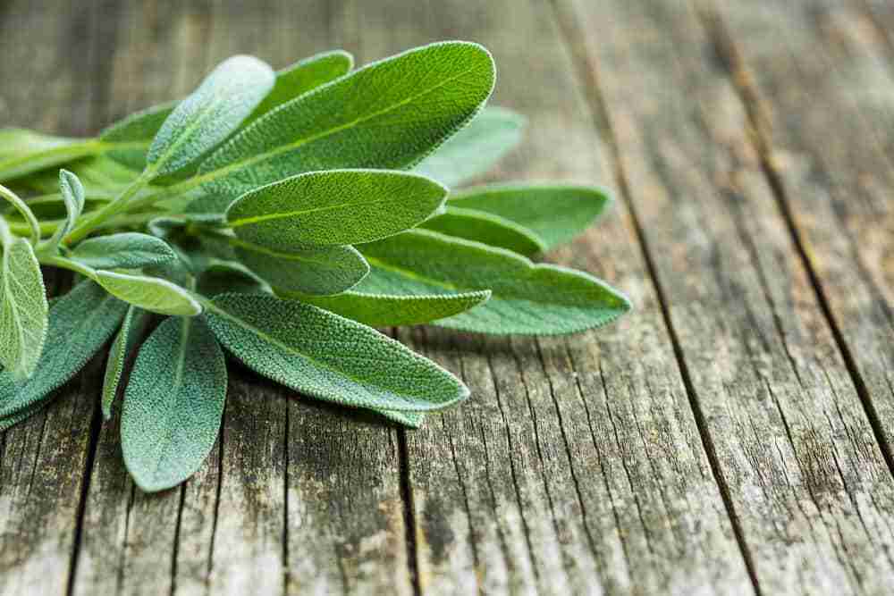 a freshly cut sprig of sage on a wooden garden table top