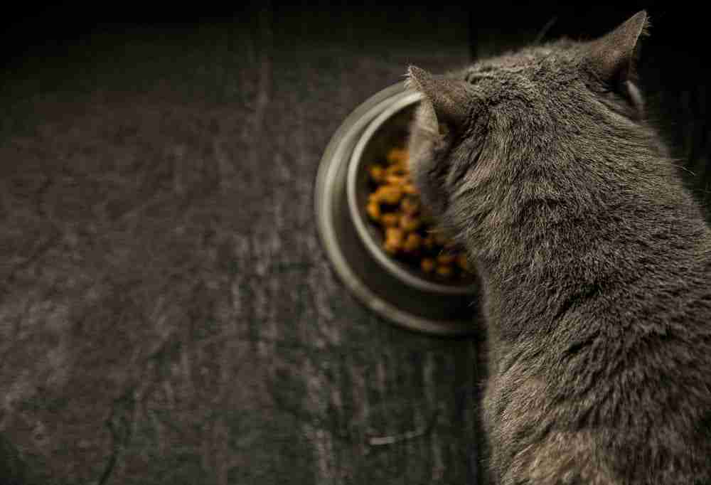 an over the shoulder view of a grey cat eating kibble from a metal bowl